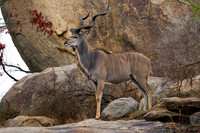 Kudu_G_Z2F5153