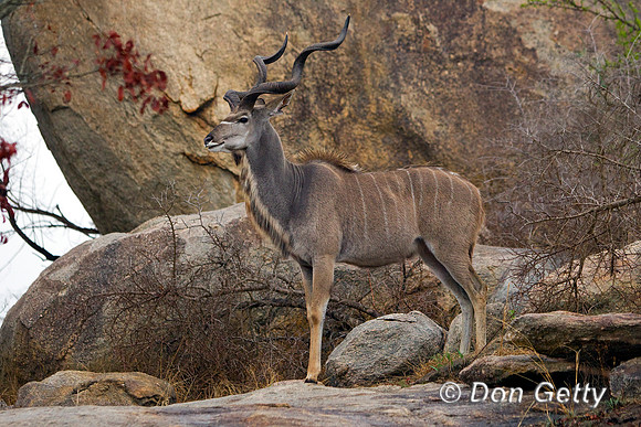 Kudu_G_Z2F5153
