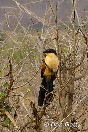 Coucal_Bur_Z2F5657