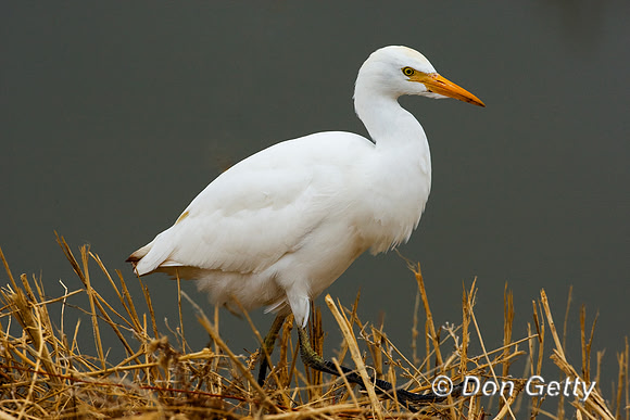 Cattle Egret