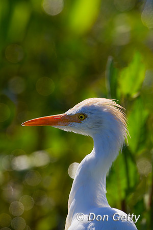 Cattle Egret