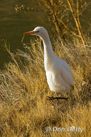 Cattle Egret
