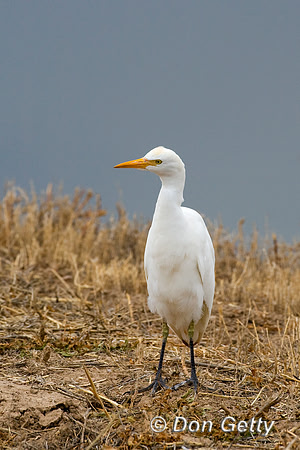 Cattle Egret