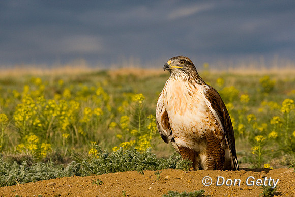 Hawk_Fer_D4B8550