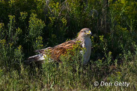 Hawk_Fer_D4B7221