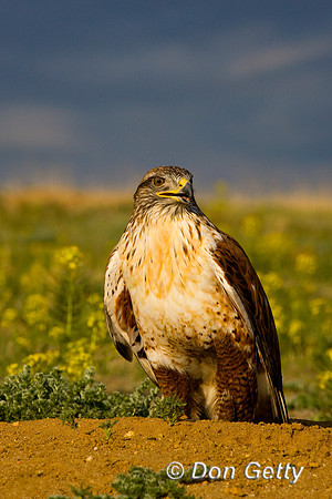 Hawk_Fer_D4B8562