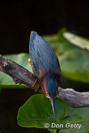Heron_Green_D4B9166