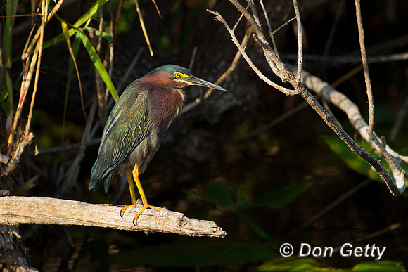 Heron_Green_Z2F3795