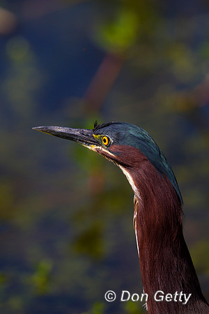 Heron_Green_Z2F0909