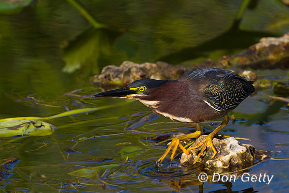 Heron_Green_Z2F3405