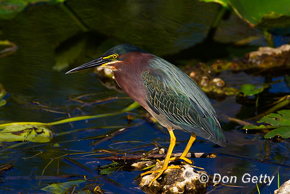 Heron_Green_Z2F3294
