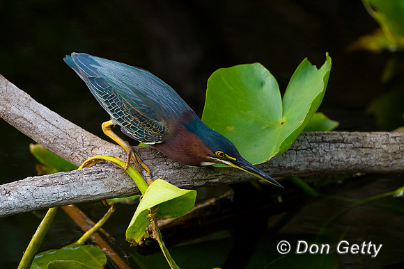 Heron_Green_D4B9150