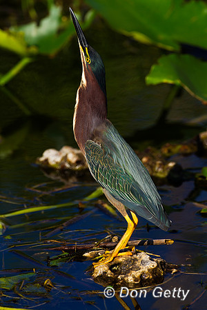Heron_Green_Z2F3314