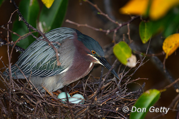 Heron_Green_Z2F2440