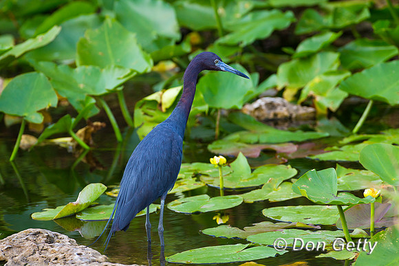 Heron_Ltl_Blue_Z2F3965