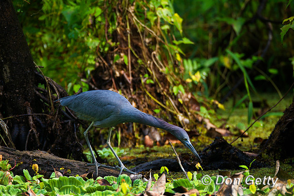 Heron_Ltl_Blue_Z2F2730