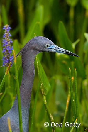 Heron_Ltl_Blue_D4B7688