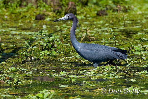 Heron_Ltl_Blue_D4B7658