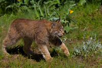 Lynx_Z2F4120