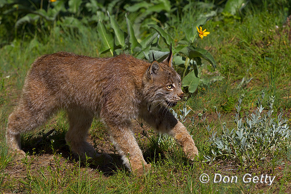 Lynx_Z2F4120
