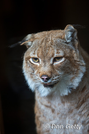 Canadian Lynx, Lynx Canadensis