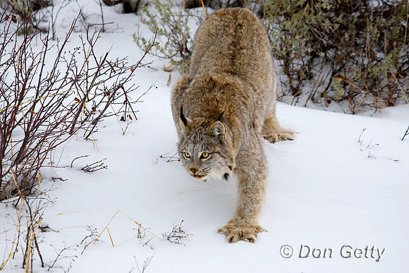Lynx_D4B2017