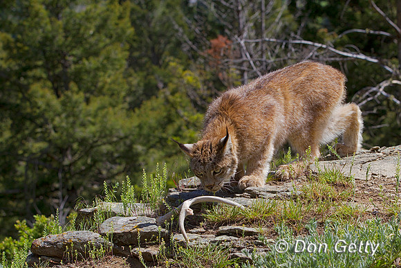 Lynx_Z2F4033