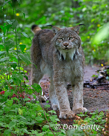 Canadian Lynx