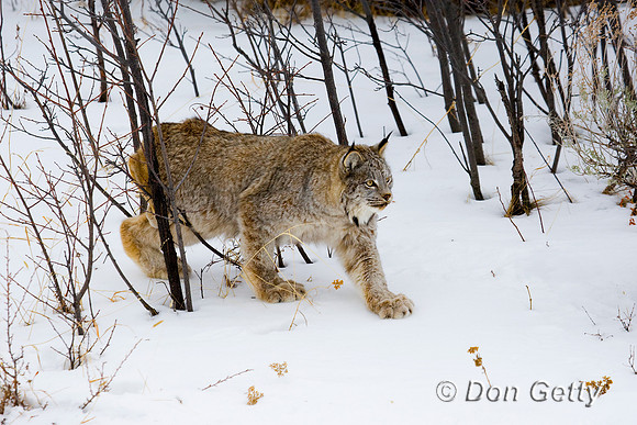 Lynx_D4B1761