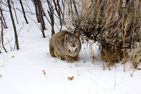 Lynx_D4B1773