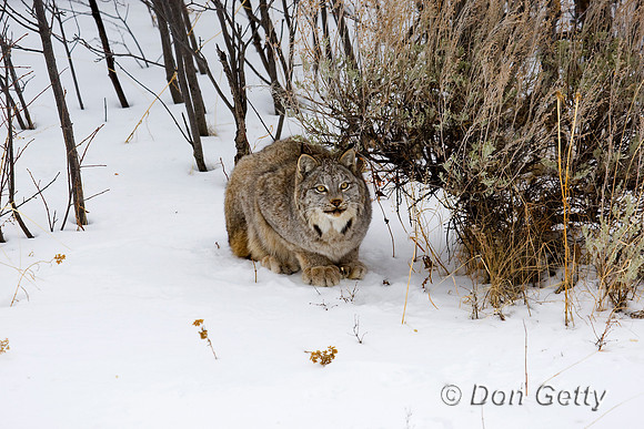 Lynx_D4B1773