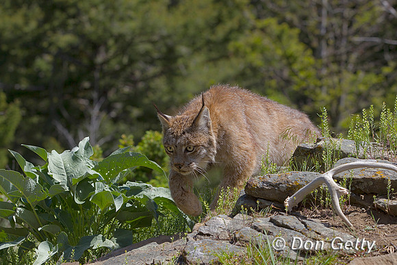 Lynx_Z2F3992