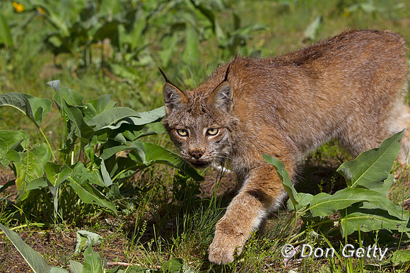 Lynx_Z2F4237