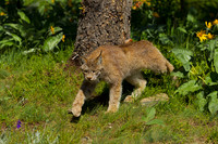 Lynx_Z2F3921