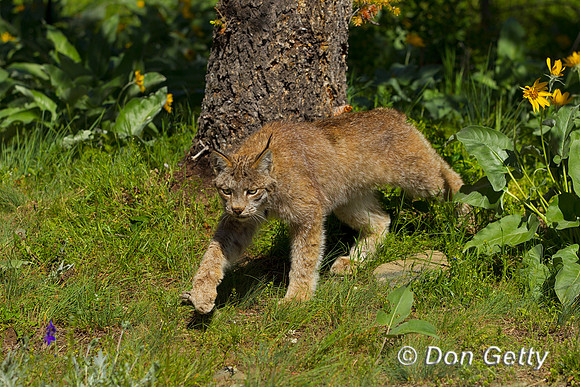Lynx_Z2F3921