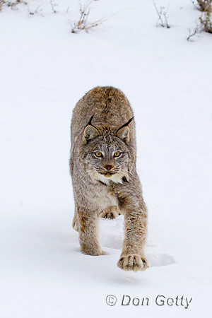 Lynx_D4B1712