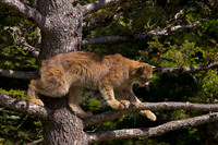 Lynx_Z2F4148