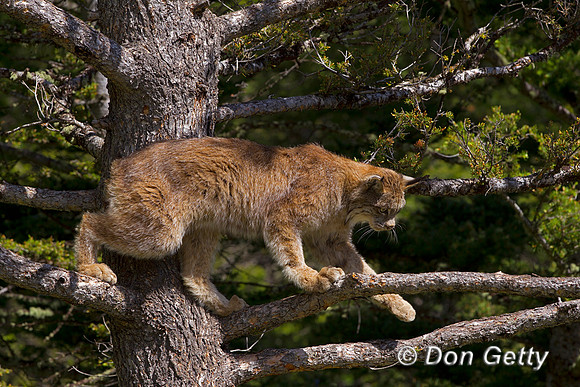 Lynx_Z2F4148
