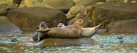 Alaska, "Gull Island", "Phoca vitulina", "Seal, Harbor"