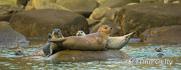 Alaska, "Gull Island", "Phoca vitulina", "Seal, Harbor"