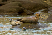 Alaska, "Gull Island", "Phoca vitulina", "Seal, Harbor"