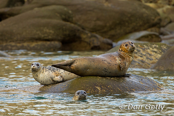 Alaska, "Gull Island", "Phoca vitulina", "Seal, Harbor"
