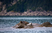 Alaska, "Gull Island", "Phoca vitulina", "Seal, Harbor"