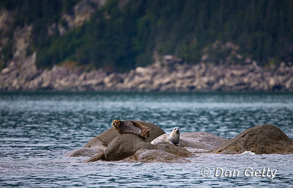 Alaska, "Gull Island", "Phoca vitulina", "Seal, Harbor"