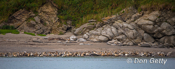 Alaska, "Gull Island", "Phoca vitulina", "Seal, Harbor"