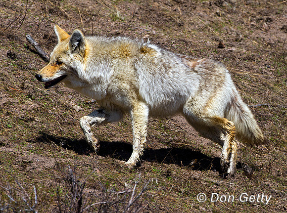 Coyote_Z2F4446