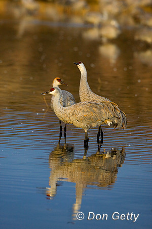 Sandhill Crane