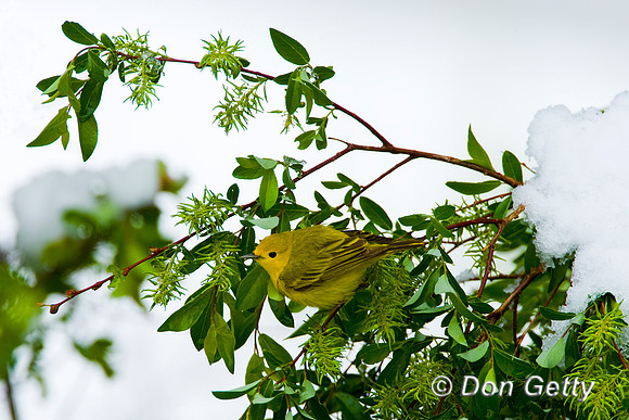 Warbler_Ylw__D4B0012