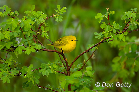 Warbler_Ylw__D4B0054