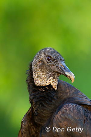 Vulture_B_Z2F4010